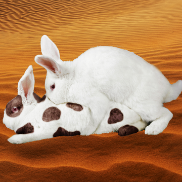 bunnies humping